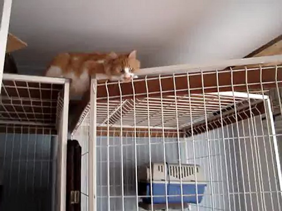 Simba fait son numéro ...