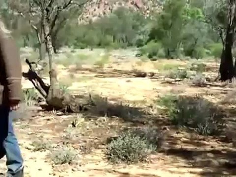 Как поймать кенгуру