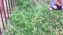 Спас щенка