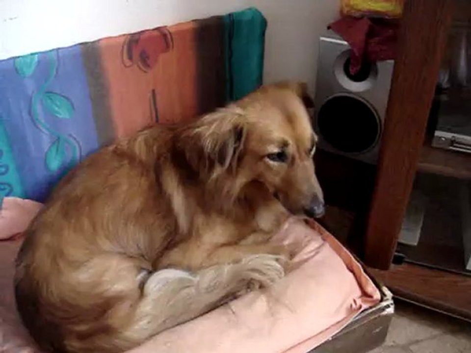 Vous habitez chez des "AMIS" ?      heu ... non ... j'dirais plutôt chez des "ANIS"