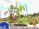 Vignes d'Urville : Etat de catastrophe naturelle déclaré