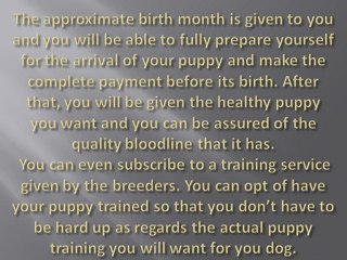 Online Goldendoodle Purchase From Established Breeders