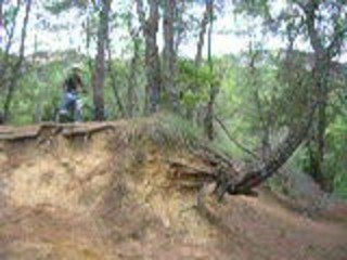 Nyko Drop the tree a Barry