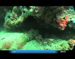 canalterritori Scuba diving in the costa Brava