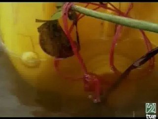 40 De Guerras Y Niños