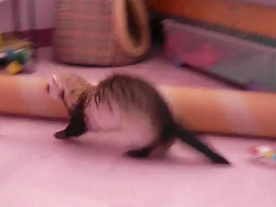 Petit délire Guizmo et Gus