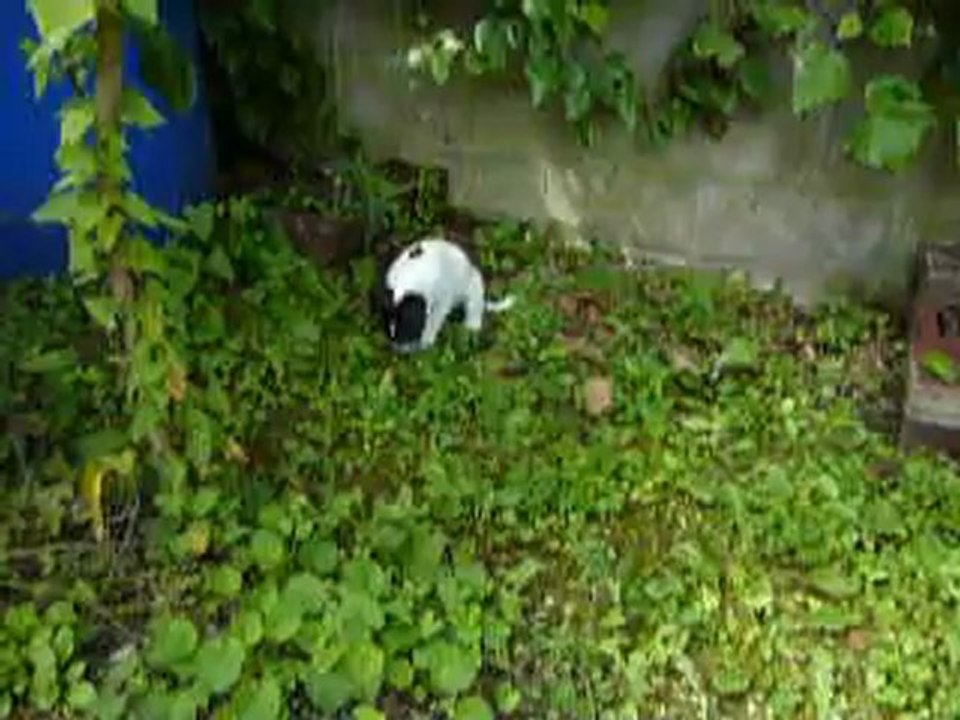 Hermione Jack Russel 2mois1/2 Découverte du jardin