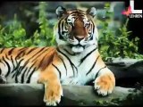 Big B Saves Tigers
