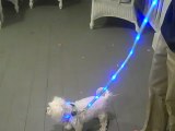 Illuminated Lighted Dog Collars - Lightedleash.com