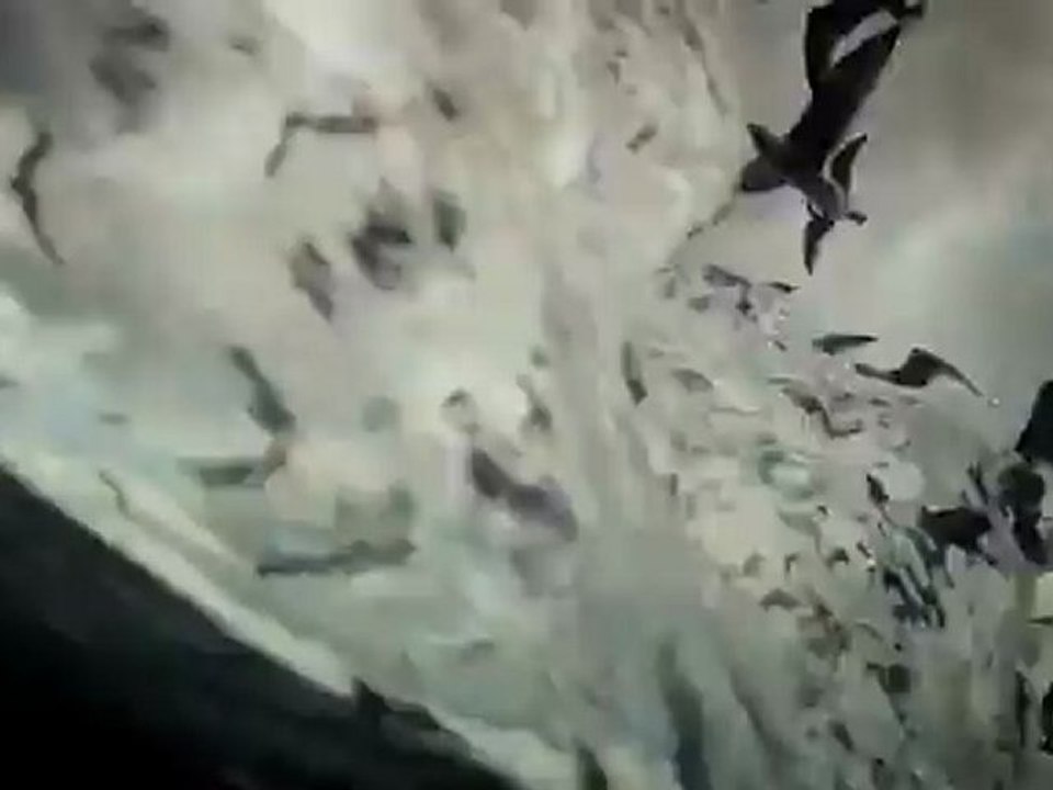 Leviathan