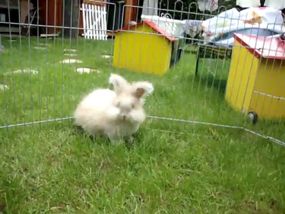 24_07 822 Roxy mon lapin angora Anglais de 3 mois