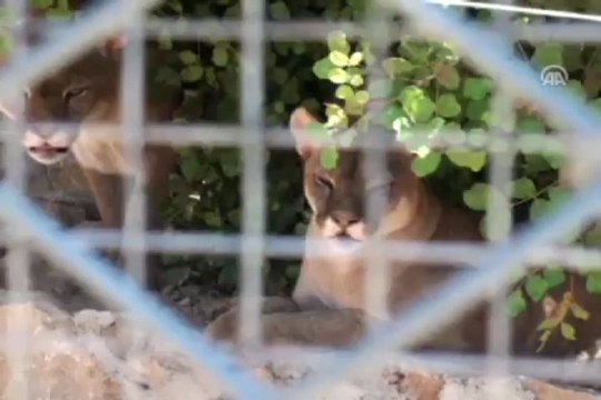 Sıcak hava hayvanları da olumsuz etkiliyor