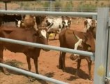 محاولة لتحسين سلالات الأبقار في موريتانيا