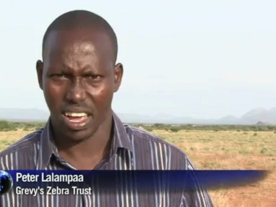 ¿Sobrevivirán las cebras Grevy?