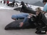 55 ballenas varadas en Ciudad del Cabo