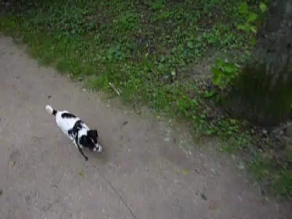 Hermione Jack Russel 2 mois 1/2 1ere balade