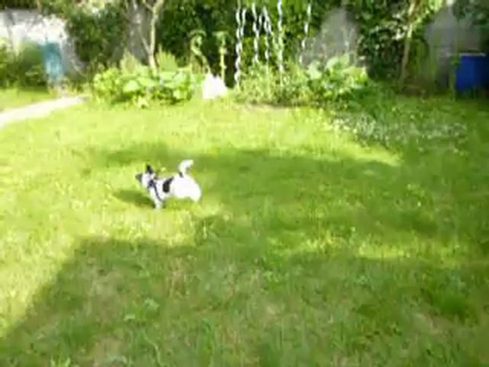 Hermione Jack Russel 2 mois 1/2 l'après balade
