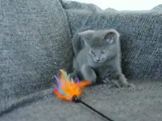 Hélian des Rives d'Estaing