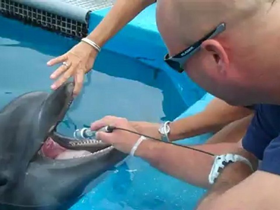 Class IV Therapy Laser for Dolphin-Michael D. Berry, D.C.- Chiropractor Orange, CA