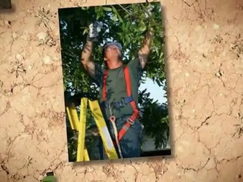 Hernandez Tree Service (936)760-1392