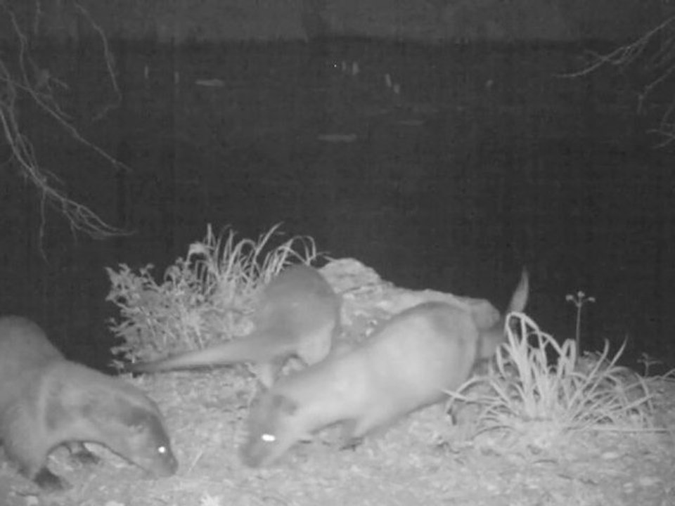 Carnet de terrain - Loutre n°2