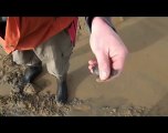 Détecteur de métaux White's TDI à la plage (détecteur à induction pulsée spécialiste de l'or)