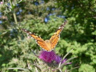 DOĞA SEVERLER, AYDIN KARADAYI.