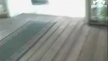 Попугай лает как собака