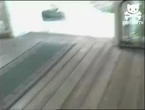 Попугай лает как собака