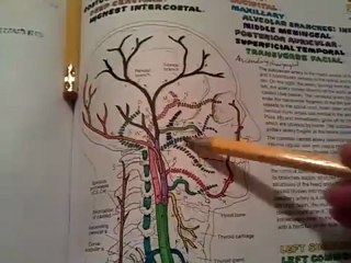 Nasal cavity and paranasal sinuses