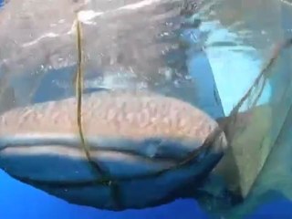 Whale shark freed from Indonesian fishing net
