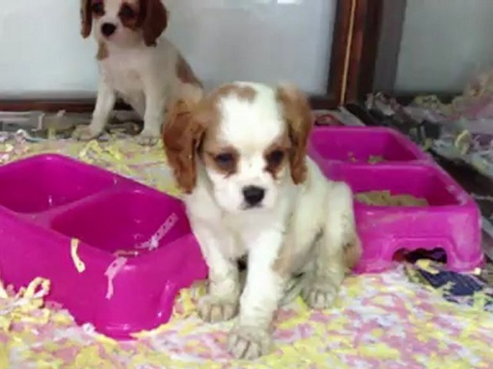 SATILIK CAVALİER KİNG CHARLES YAVRULARI 0 533 397 45 77