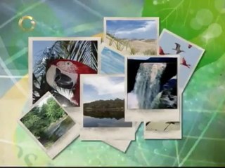 Naturaleza al día: ¿Sabe de dónde proviene el Carey?