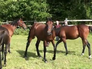 BOLERO ET BINGO DU LYS DANS LES PRES