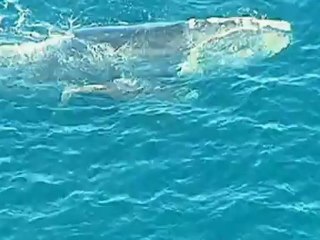 Rare footage: Whale and calf swim in Sydney