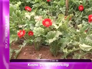 Kesme Çiçek Yetiştiriciliği