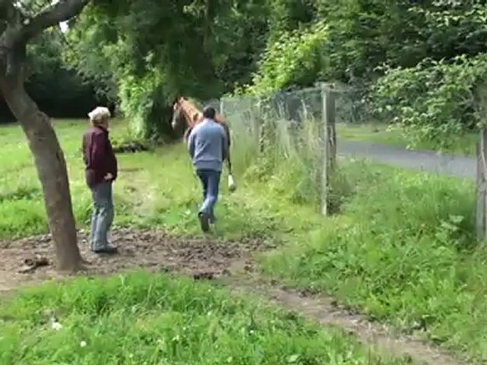 BE BOP DU LYS AU PETIT TROT