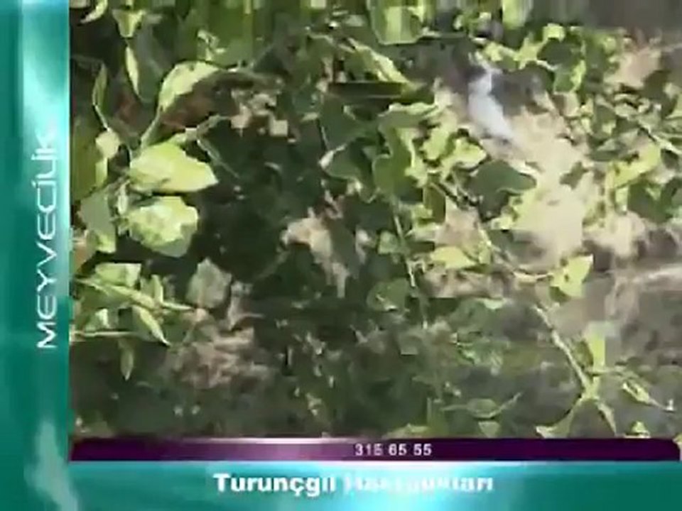 Turunçgil Hastalıkları