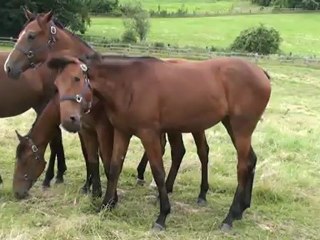 BALADE ET BARAKA DU LYS
