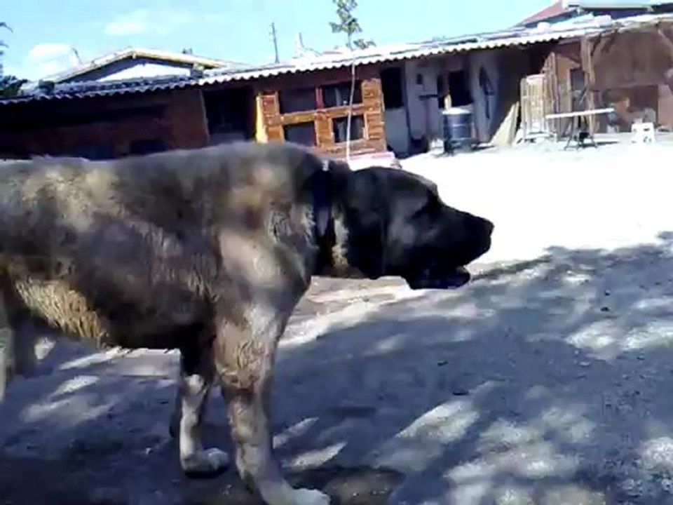 aygır