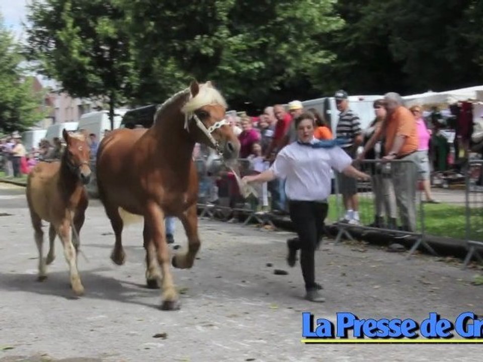 La crème des chevaux Comtois sur la place des Tilleuls