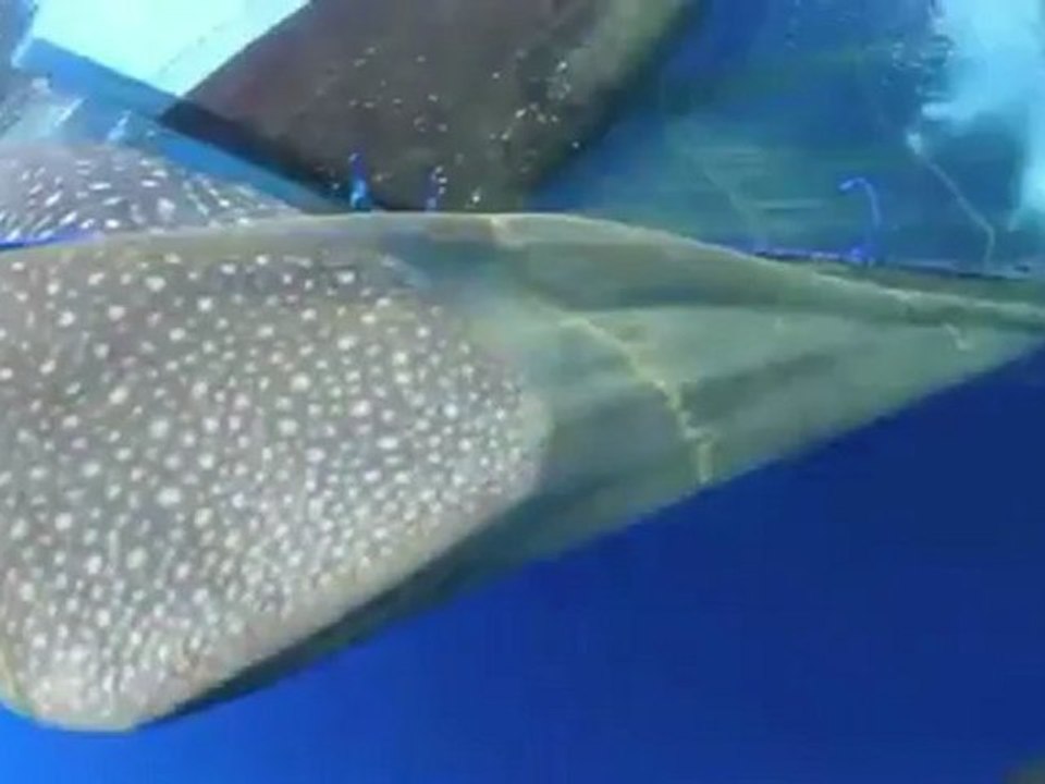 Riesiger walhai aus fischernetz gerettet