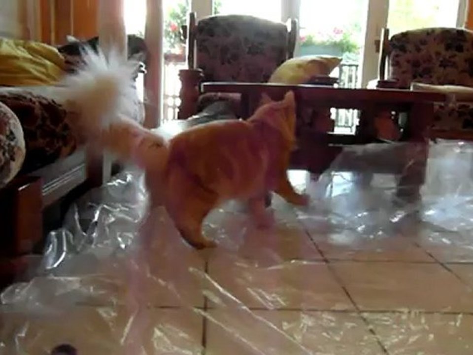 Cosmos et le plastique de protection