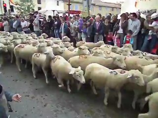Transhumance à Jonquiéres