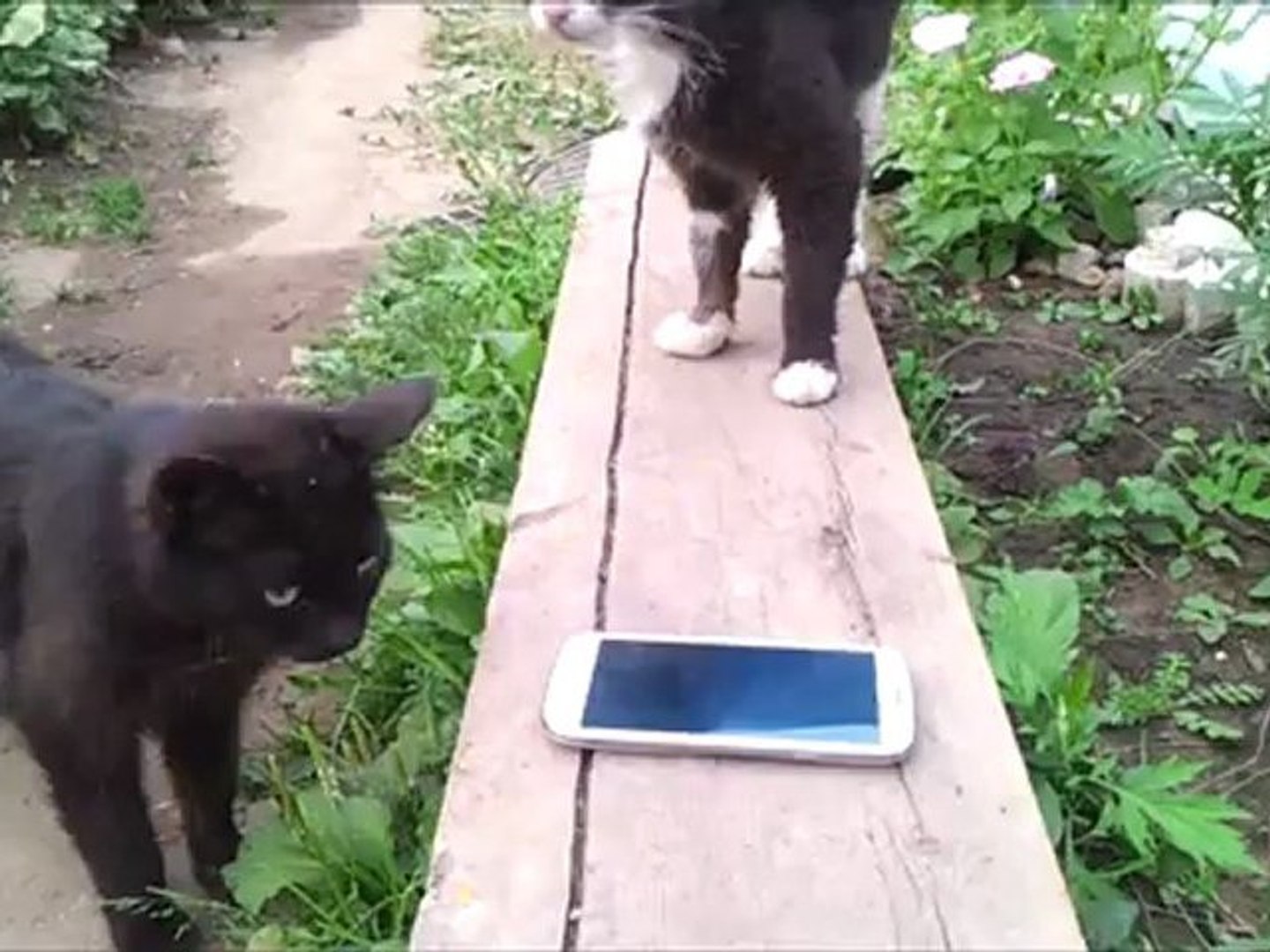 Животные и SGSIII