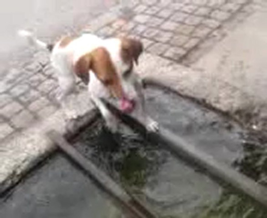 Jack Russell swimmer