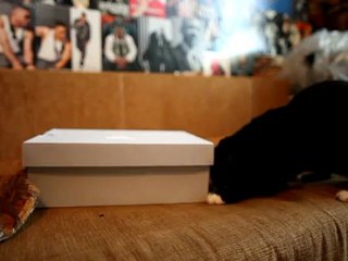 Котэ и коробочное мяу / by Mobilers Russia