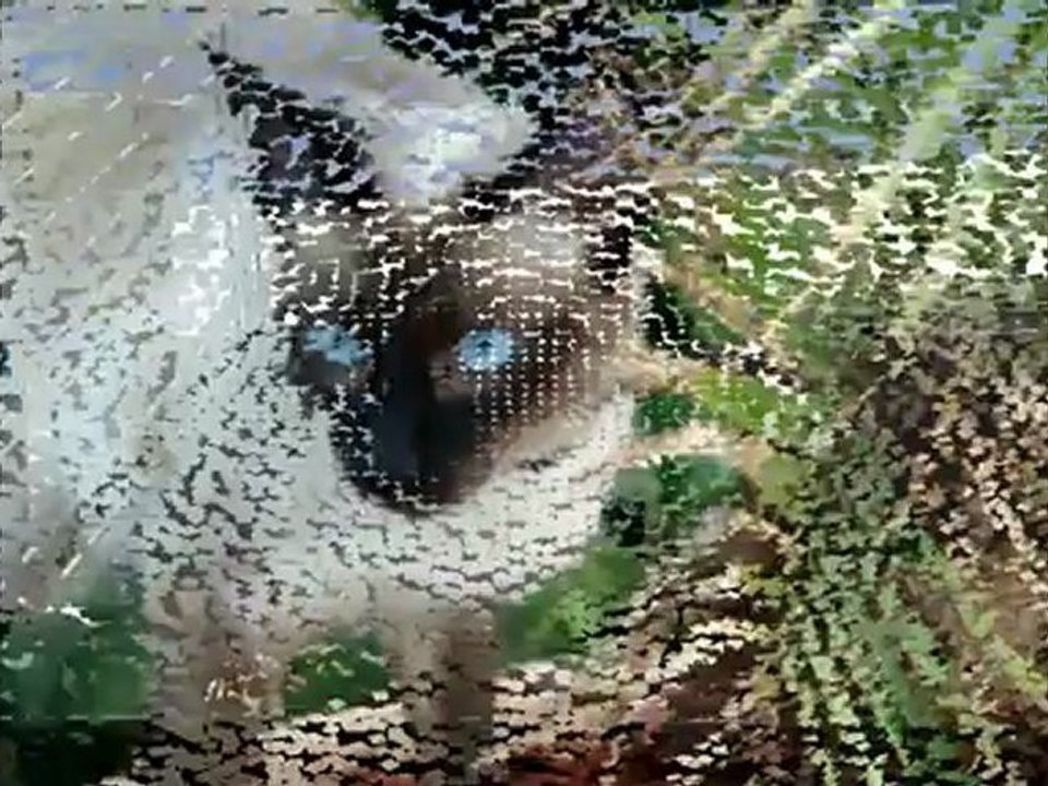 Mon lapin nain et ma siamoise :