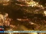 Biodiversidad de Tenerife se ve amenazada por los incendios