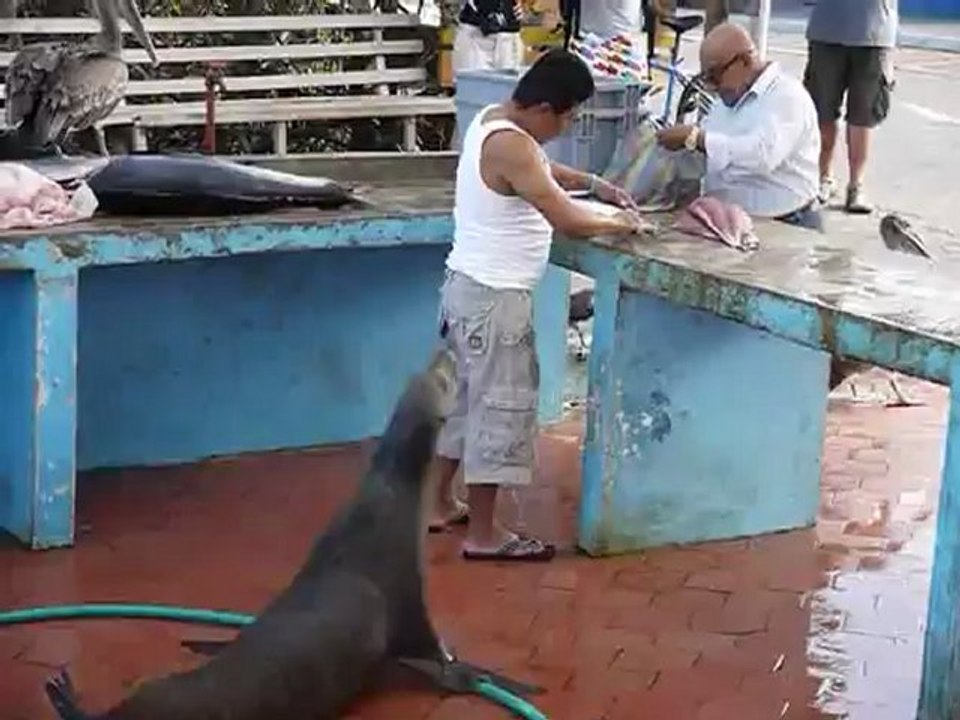 Otaries et Pelicans Isla del cruz